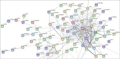 Characterization of MdMYB68, a suberin master regulator in russeted apples